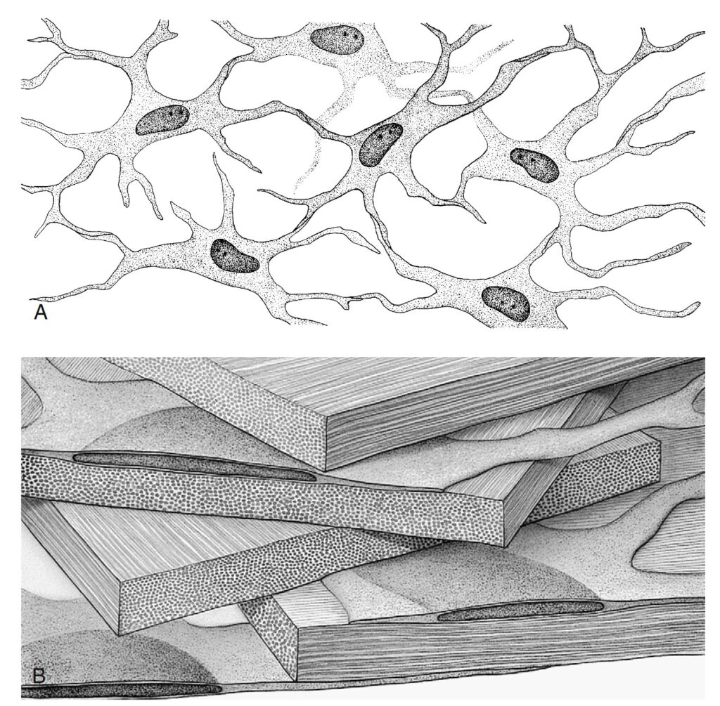 เซลล์ fibroblast เป็นเซลล์แบนและบาง