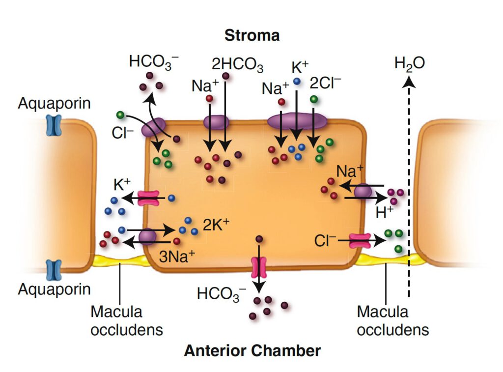 Diagram แสงการทำงานของ ATP-pump ของ endothelial cell ของ cornea